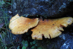 Austropaxillus muelleri
