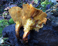 Austropaxillus muelleri