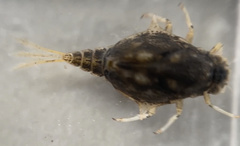 Siphlonuridae