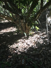 Coccoloba diversifolia