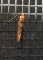 Argyresthia alternatella