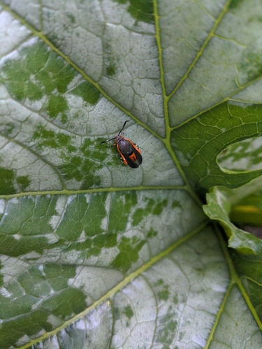 Squash vine borer