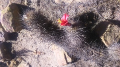Oreocereus hempelianus