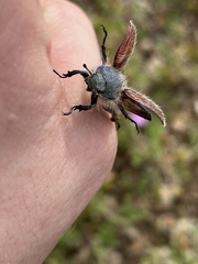 Paracotalpa granicollis