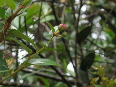 Cavendishia bracteata