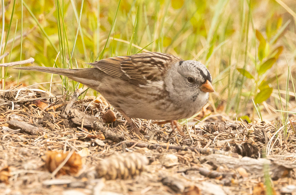 White-crowned × Harris's Sparrow