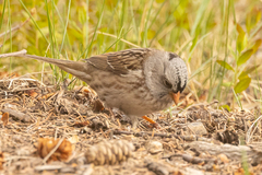 Zonotrichia leucophrys × querula