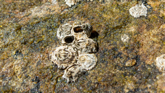 Chthamalus stellatus bisinuatus