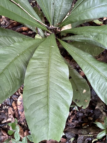 Foto de Língua-de-tucano