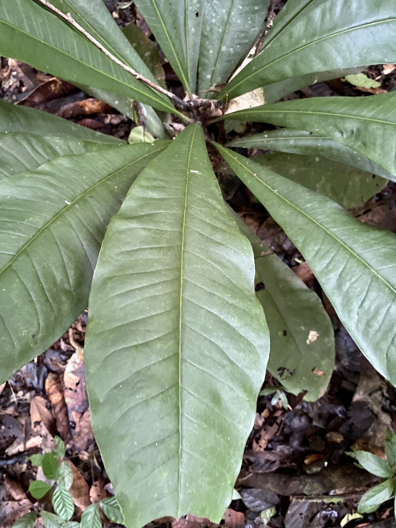 Imagem de Língua-de-tucano