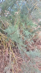 Tamarix canariensis