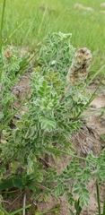 Dalea obovata