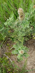 Dalea obovata