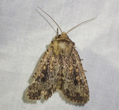 Dasygaster nephelistis