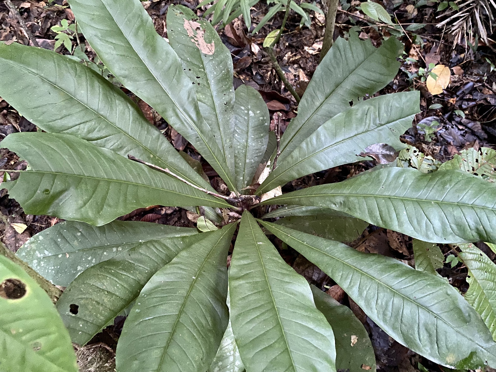 Imagem de Língua-de-tucano