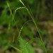 Drooping Woodland Sedge - Photo (c) Grant A. Bickel, some rights reserved (CC BY-NC), uploaded by Grant A. Bickel