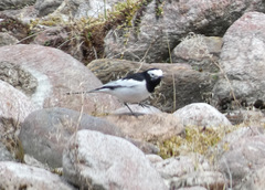Motacilla alba alboides