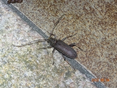 Stromatium longicorne