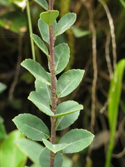 Ilex kunthiana