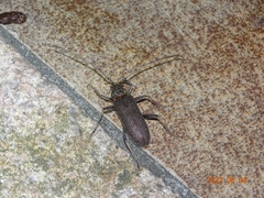 Stromatium longicorne