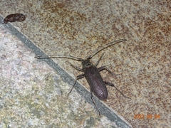 Stromatium longicorne