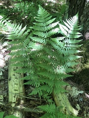 Dryopteris × triploidea