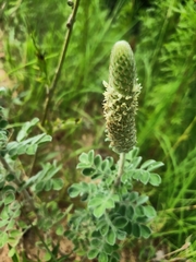 Dalea obovata
