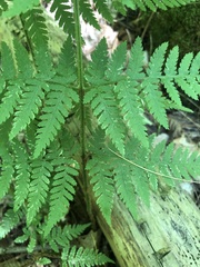 Dryopteris × triploidea