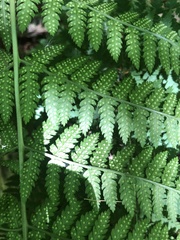 Dryopteris × triploidea