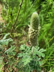 Dalea obovata