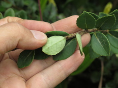 Ilex kunthiana