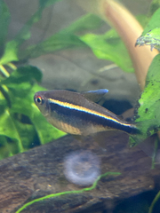 Hyphessobrycon herbertaxelrodi