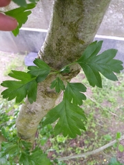 Rosaceae