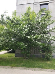 Rosaceae