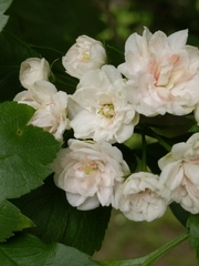 Rosaceae