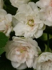 Rosaceae
