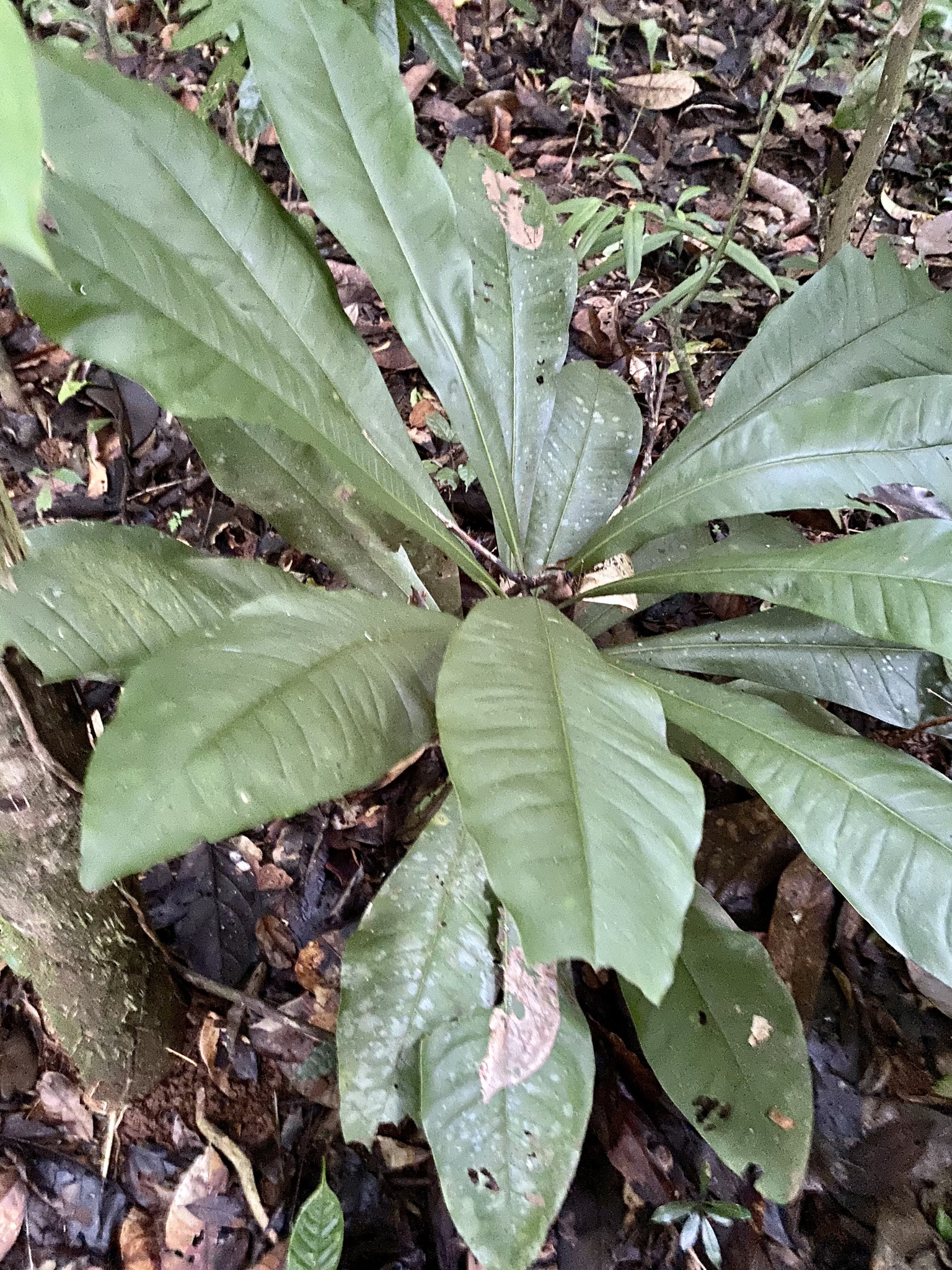 Imagem de Língua-de-tucano