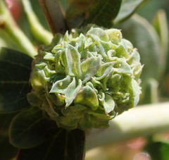 Asphondylia ceanothi