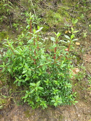 Escallonia discolor