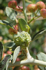 Asphondylia ceanothi