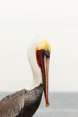 Pelecanus occidentalis