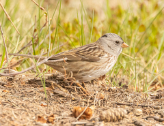 Zonotrichia leucophrys × querula