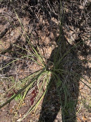Hesperaloe parviflora