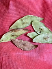 Platymiscium curuense