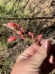 Hesperaloe parviflora