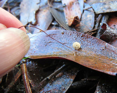 Marasmius crinis-equi
