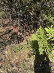 Hesperaloe parviflora