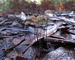 Marasmius crinis-equi