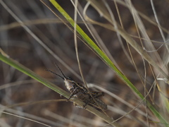 Monistria pustulifera