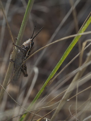 Monistria pustulifera